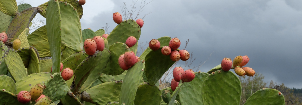 Eine stachelige Angelegenheit kaktus