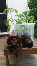 Katze bewacht Tomaten